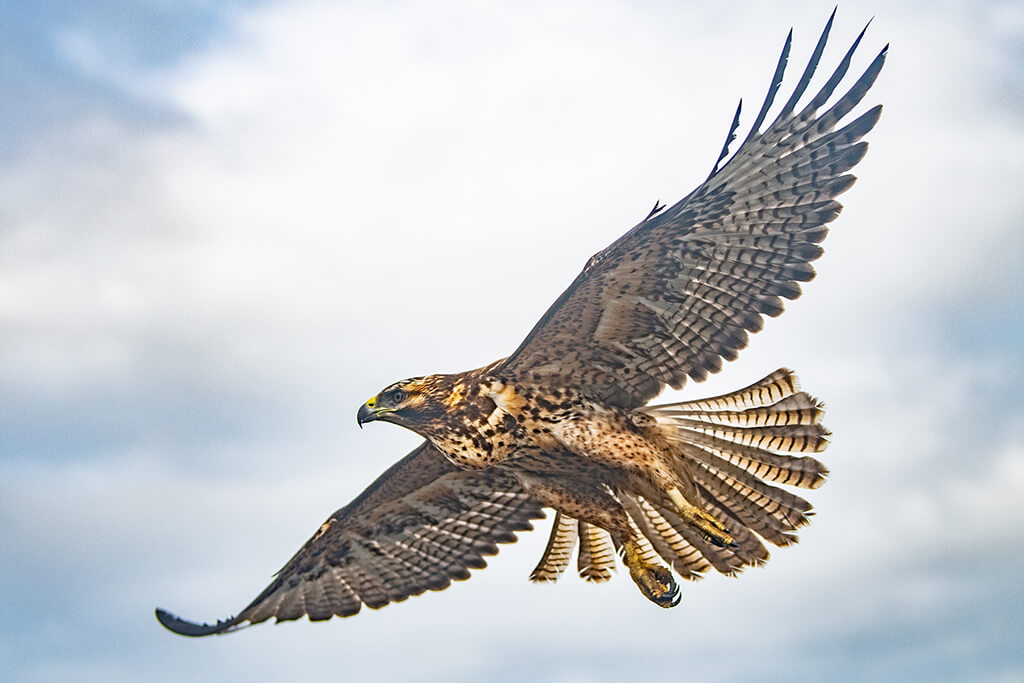 Galapagos Hawk 5