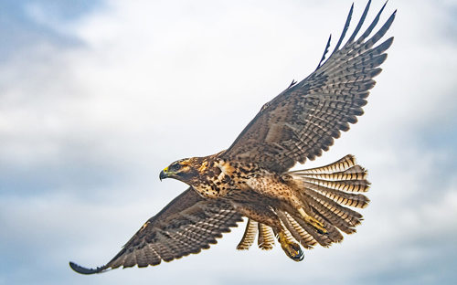 Galapagos Hawk 5