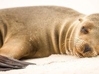Galapagos Sea Lion 1