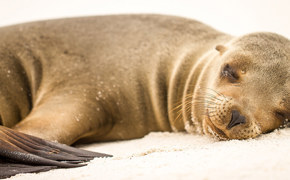 Galapagos Sea Lion 1