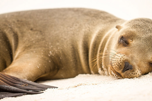 Galapagos Sea Lion 1
