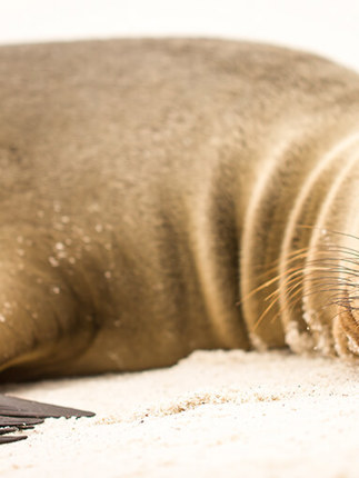 Galapagos Sea Lion 1