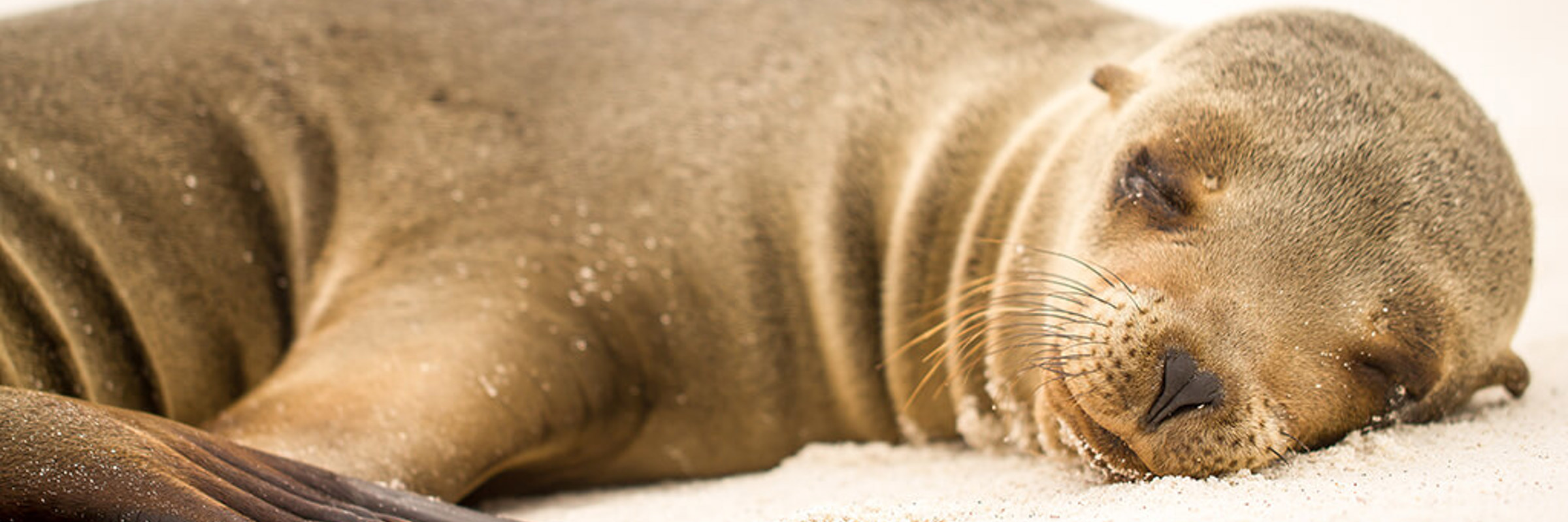 Galapagos Sea Lion 1
