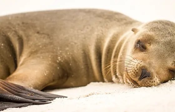 Galapagos Sea Lion 1