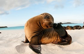 Galapagos Sea Lion 2
