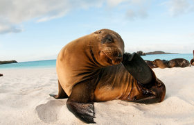 Galapagos Sea Lion 2