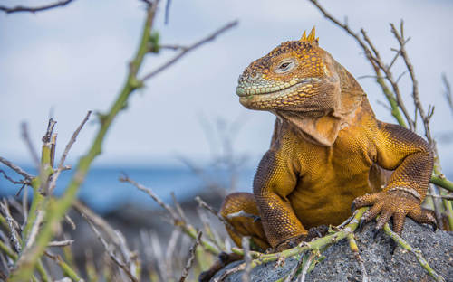 A Galapagos land iguanas rests on volcanic rock in Ecuador's iconic islands. 