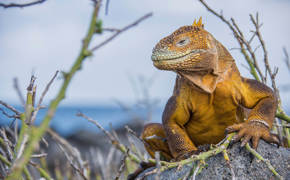 Land Iguana 4