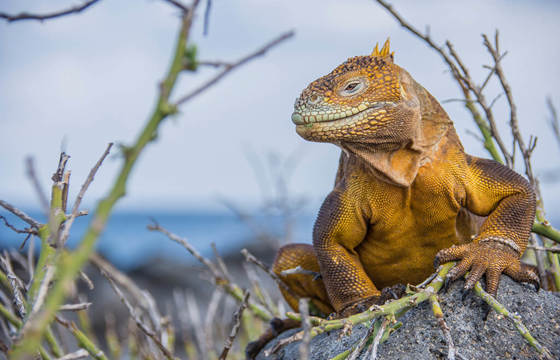A Galapagos land iguanas rests on volcanic rock in Ecuador's iconic islands. 