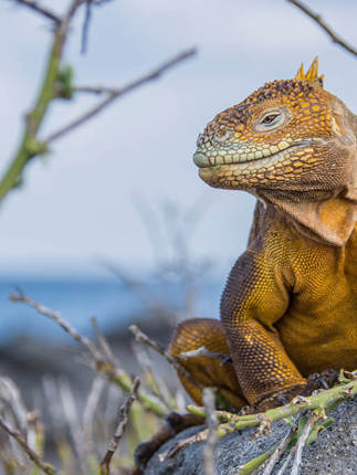 Land Iguana 4