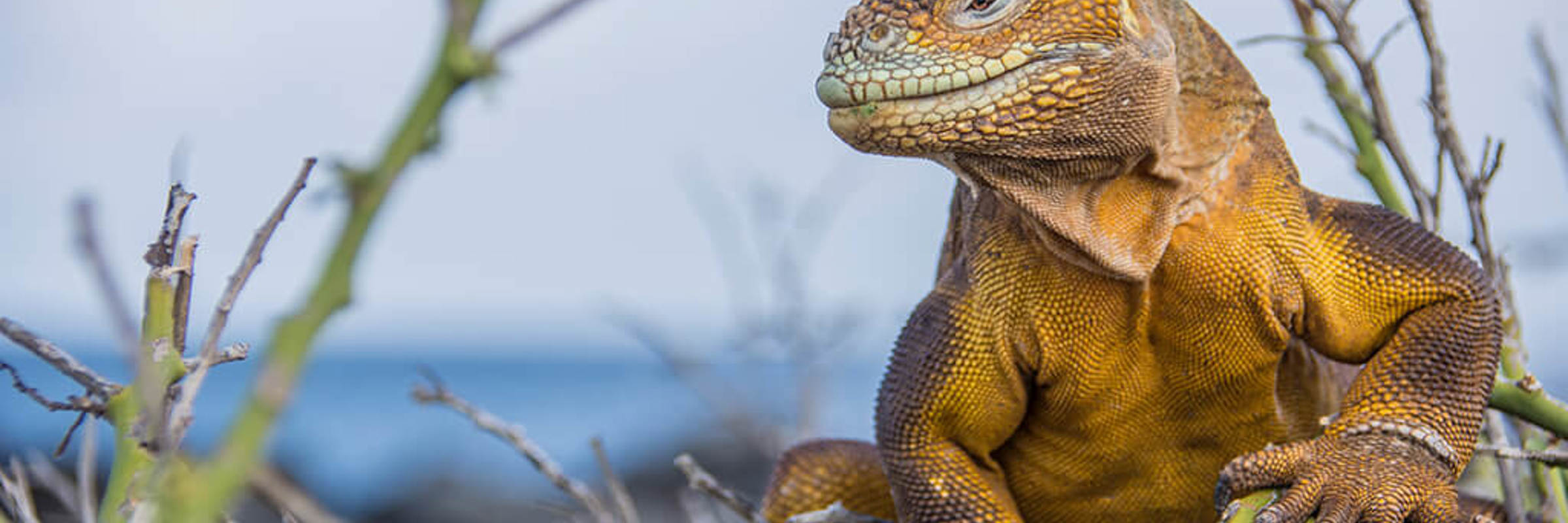 A Galapagos land iguanas rests on volcanic rock in Ecuador's iconic islands. 