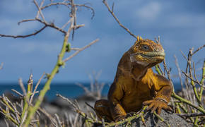 Land Iguana 5