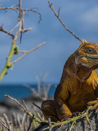 Land Iguana 5