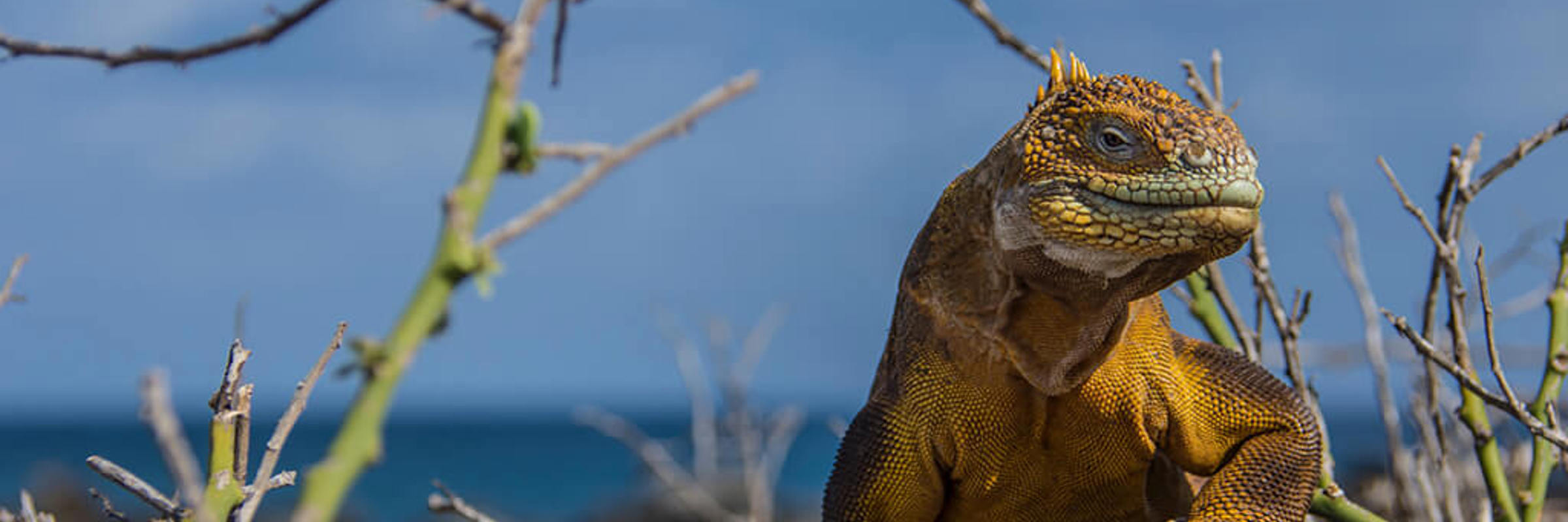 Land Iguana 5