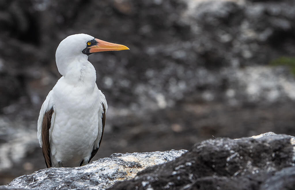Nazca Booby 2