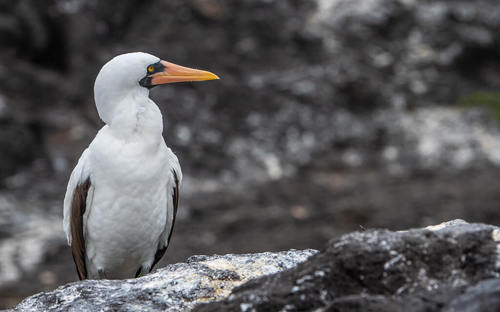 Nazca Booby 2