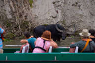Enjoy a safari by boat 