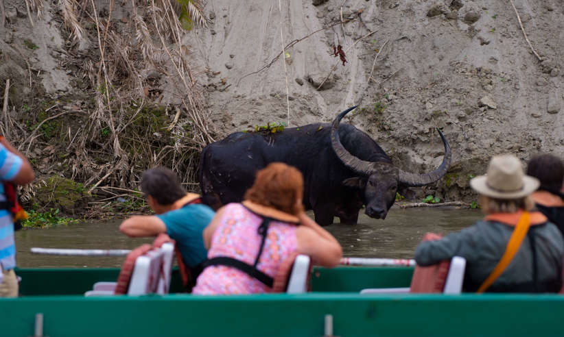Enjoy a safari by boat 