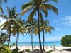 Beach Palm Trees 