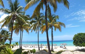 Beach Palm Trees 