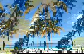 Beach Palm Trees