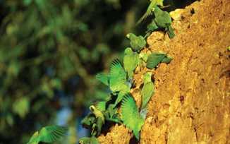 Vibrant parrots and macaws gather at a clay lick deep in the Peruvian Amazon rainforest. 