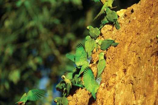 Vibrant parrots and macaws gather at a clay lick deep in the Peruvian Amazon rainforest. 