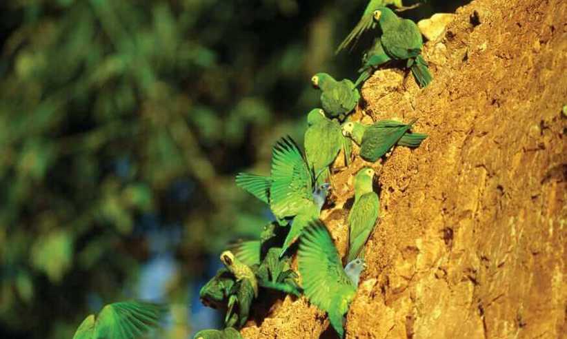 Vibrant parrots and macaws gather at a clay lick deep in the Peruvian Amazon rainforest. 