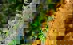 Fauna Macaws And Parrots Vision21 1 E1533051484307