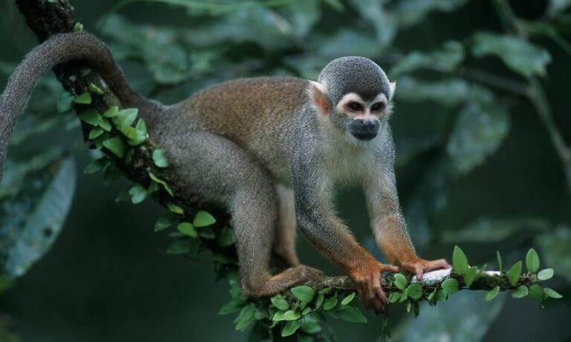 Monkey - by Jeff Cremer