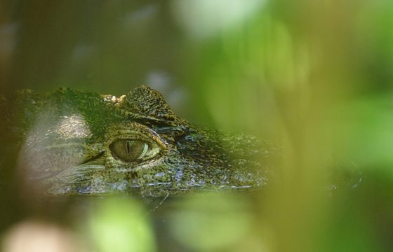 Crocodile 444239 1920