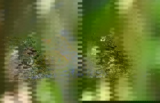 Crocodile 444239 1920