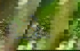 Crocodile 444239 1920