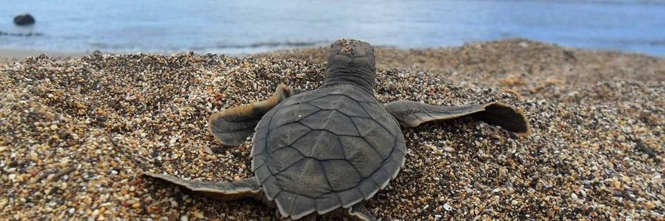 Tortuguero Turtle