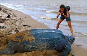 Watching Leatherback Turtle