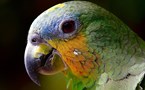 Perroquet Amazonie Colombienne