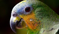 Perroquet Amazonie Colombienne
