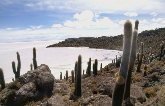 Salar E Isla Pescado