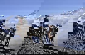 Donkey 4014039 1920