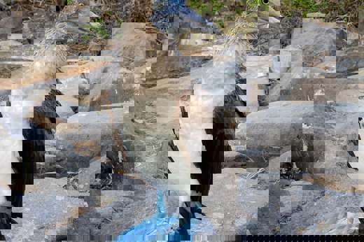 Blue Footedboobie2
