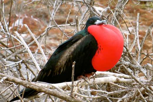 Frigatebird