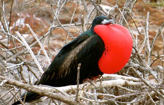 Frigatebird