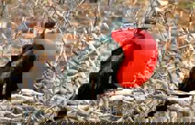 Frigatebird