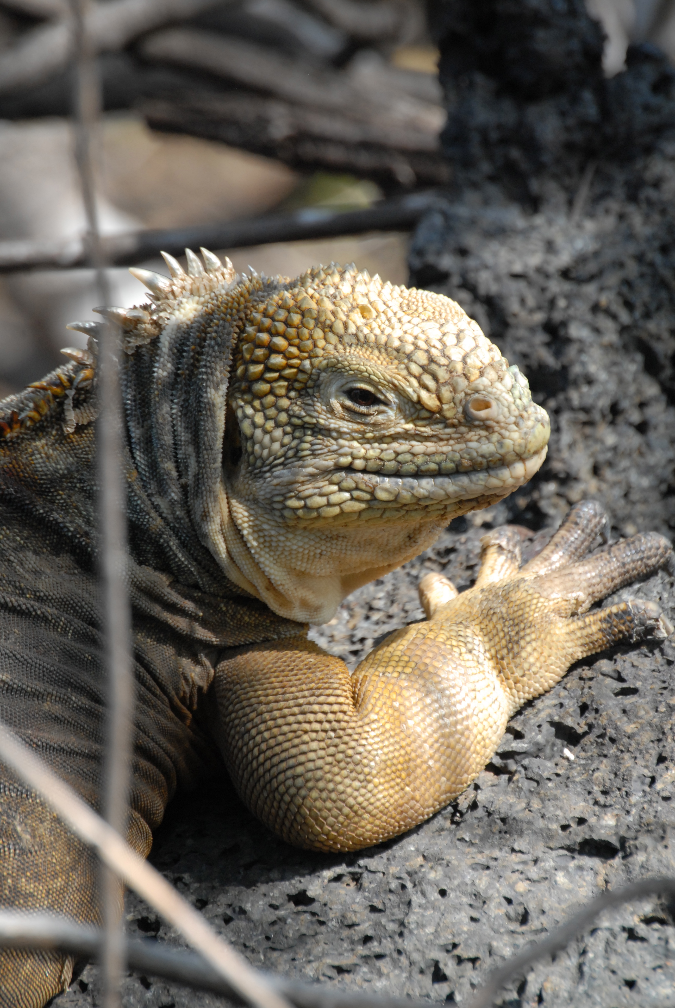 Landiguana