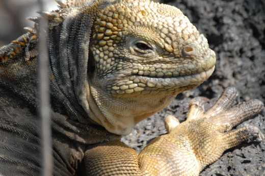 Landiguana