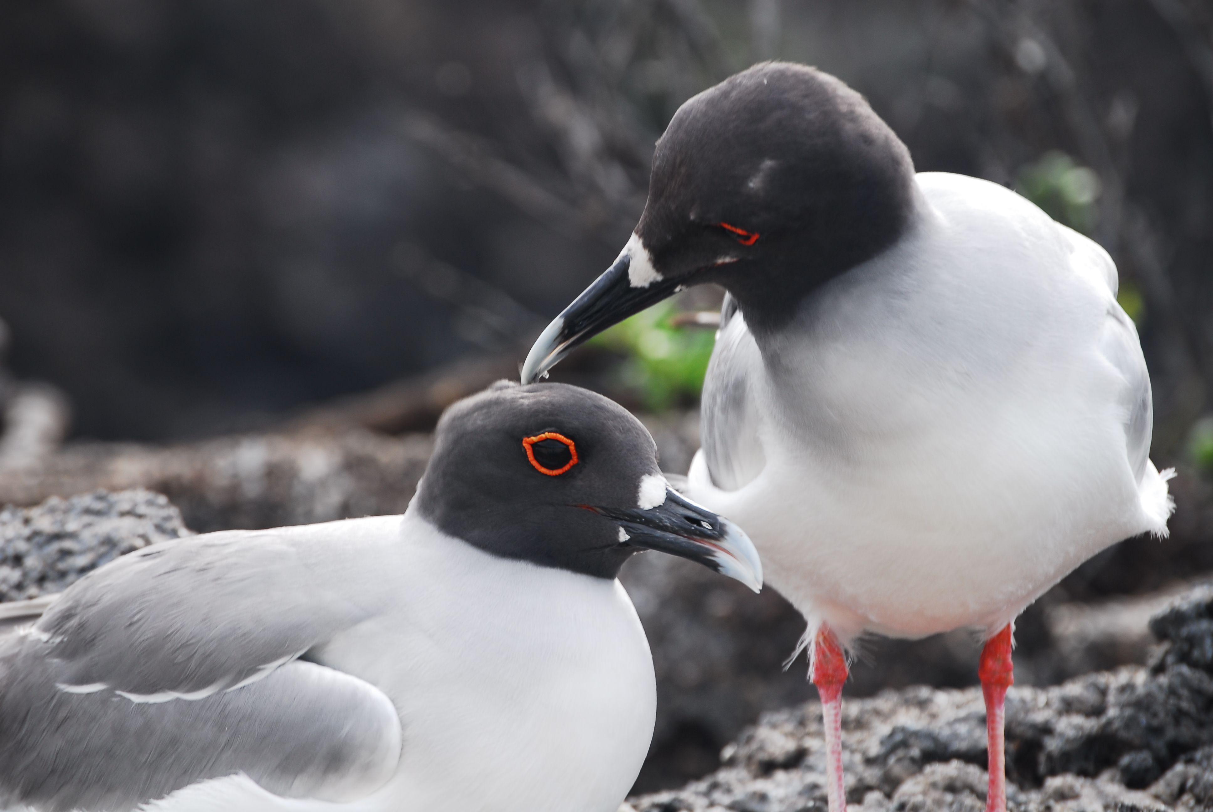 Swallow Taliedgulls