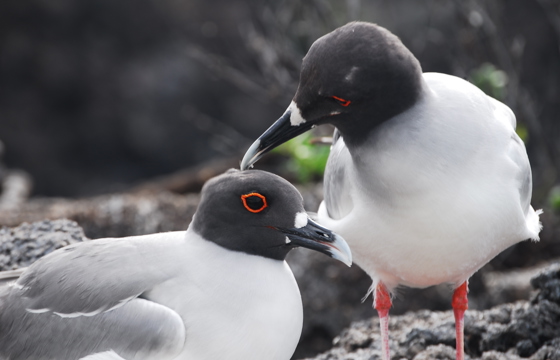 Swallow Taliedgulls
