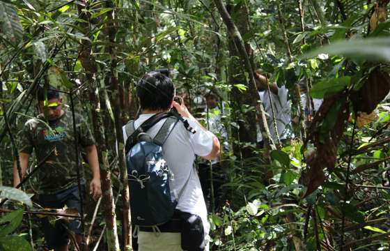 Tourists on a guided jungle walk exploring dense vegetation in the Amazon Rainforest, Brazil. 