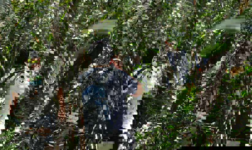 Tourists on a guided jungle walk exploring dense vegetation in the Amazon Rainforest, Brazil. 
