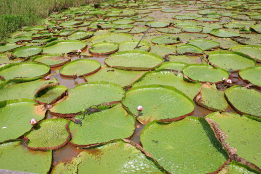 Vitoria Regia 02